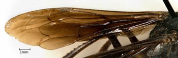 Media type: image;   Entomology 17041 Aspect: Wing front